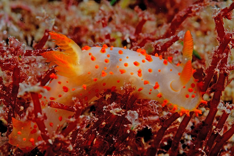 Carlos Haro, "arrasa" en el NAVFSUB 2013